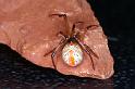 Latrodectus_hasselti_D3487_Z_75_E. of Nuendah homestead_Australie